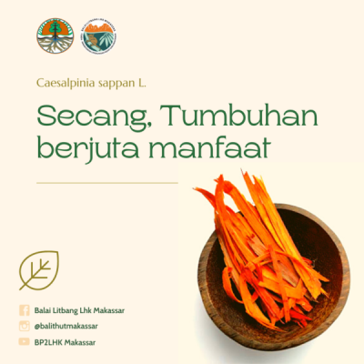 Mengenal Secang Tumbuhan Herbal Dengan Sejuta Manfaat Bpsilhk Makassar