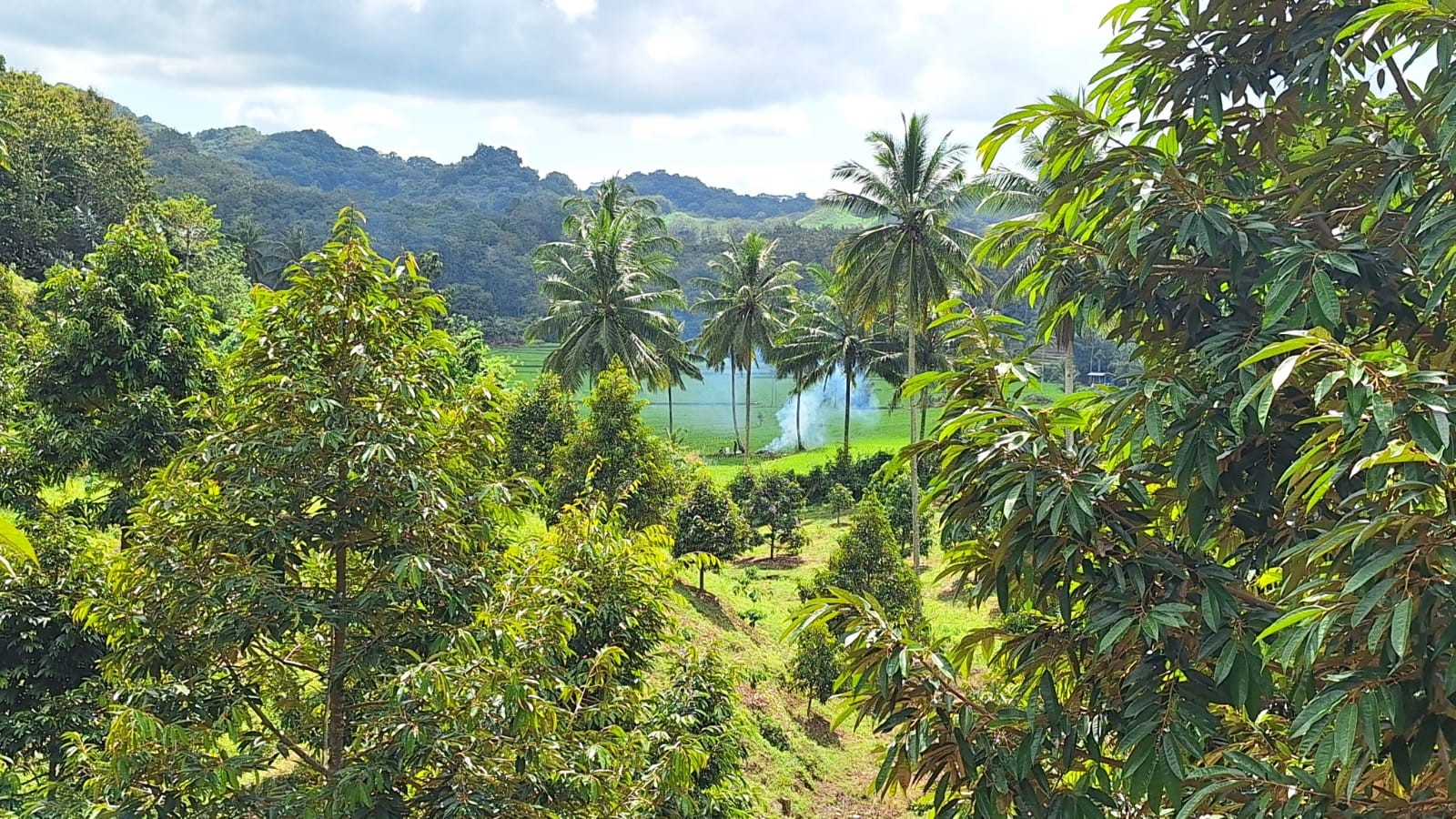 Uji Terap Standar Pengelolaan Lingkungan Hidup untuk Usaha dan/atau Kegiatan Perhutanan Sosial Agroforestry di Sulawesi Selatan dan Sulawesi Tenggara