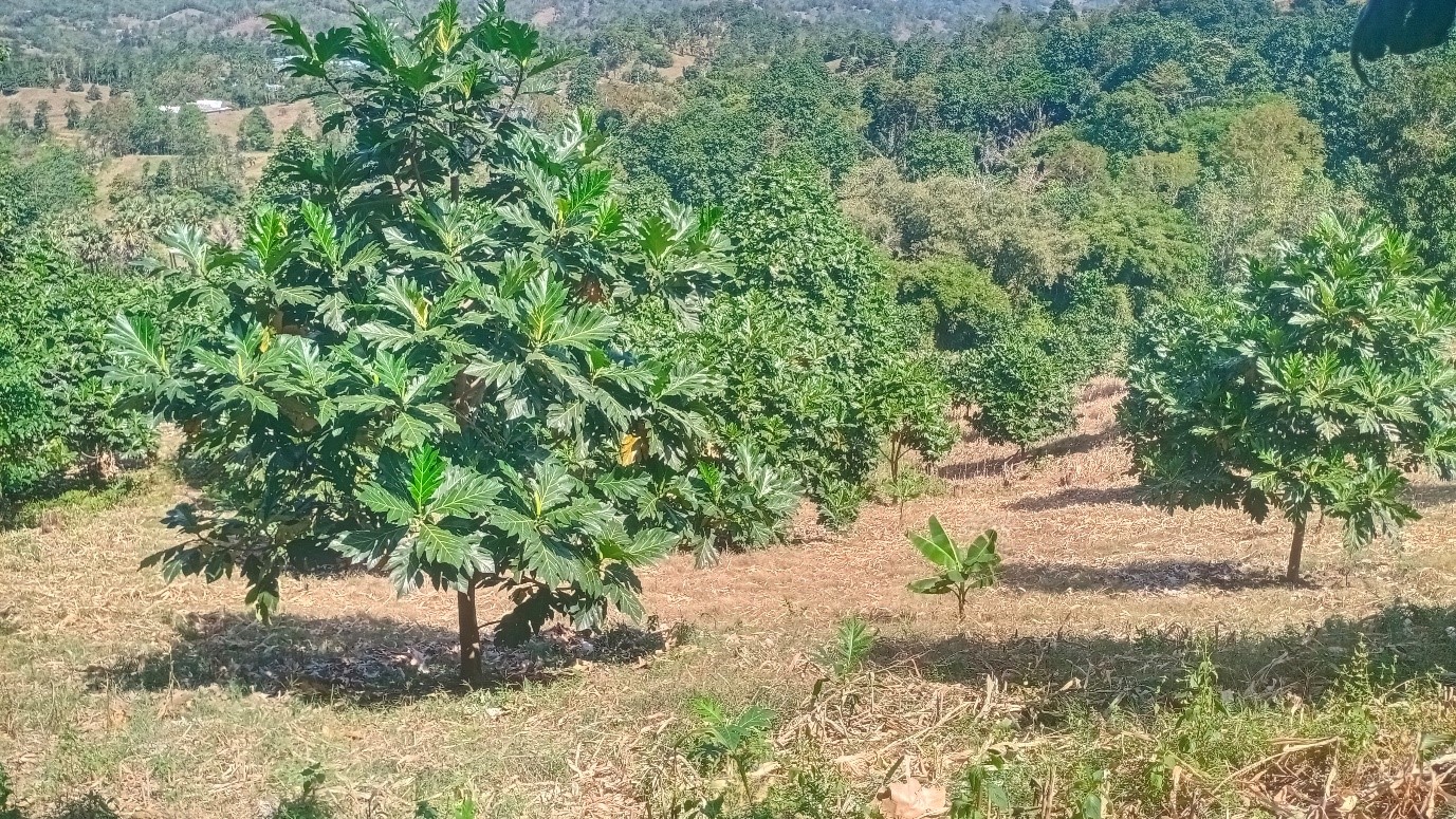 UJI TERAP STANDAR PENGELOLAAN LINGKUNGAN HIDUP USAHA DAN/ATAU KEGIATAN PERHUTANAN SOSIAL PEMANFAATAN HASIL HUTAN BUKAN KAYU (HHBK) DI PROVINSI SULAWESI SELATAN